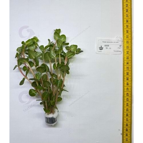 Rotala macrandra mini pink