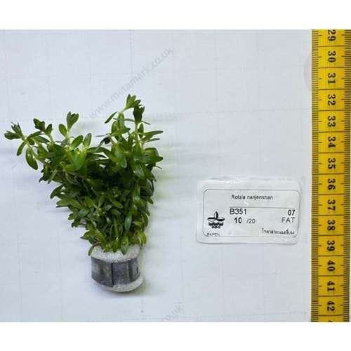 Rotala sp. nanjenshan