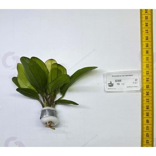 Echinodorus red chameleon