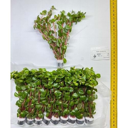 Rotala rotundifolia red