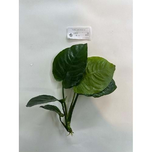 Anubias barteri broad leaf