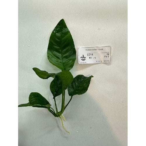 Anubias barteri striped