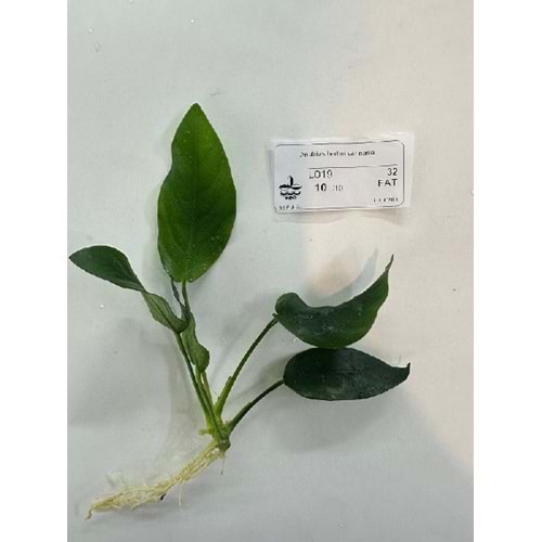 Anubias barteri var nana