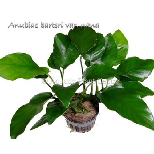 Anubias barteri var nana