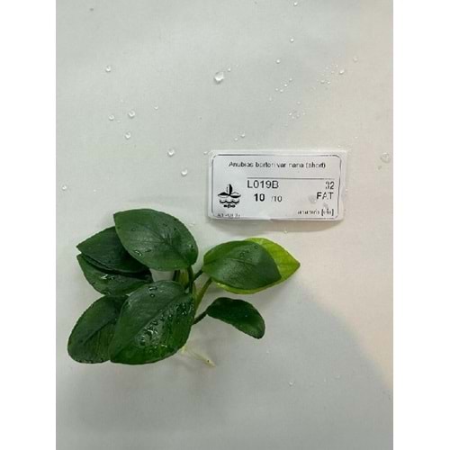 Anubias barteri var nana (short)