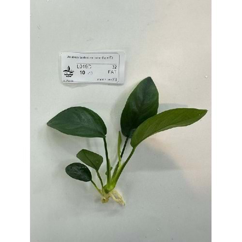 Anubias barteri var nana (type D)