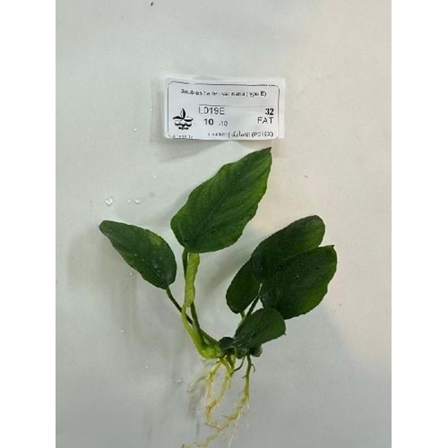 Anubias barteri var nana (type E)