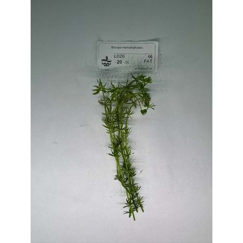 Bacopa myriophylloides (5 Dal)