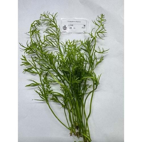 Ceratopteris thalictroides