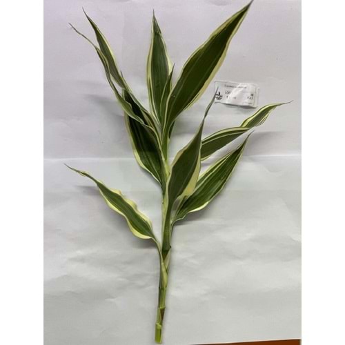 Dracaena sanderiana