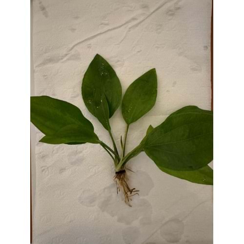 Echinodorus argentinensis