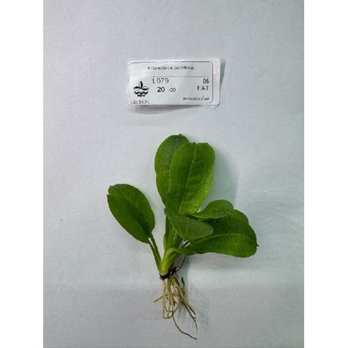 Echinodorus parviflorus