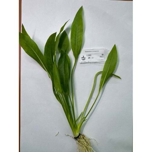 Echinodorus peruensis