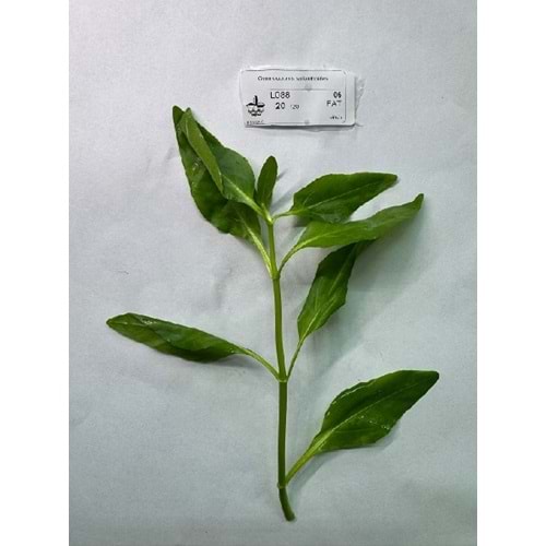 Gymnocoronis spilanthoides (5 Dal)