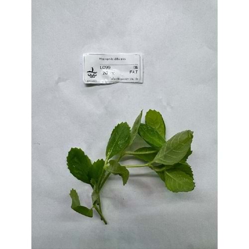 Hygrophila difformis (5 Dal)