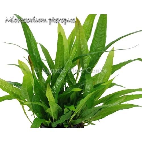 MİCROSUM PTEROPUS KISA