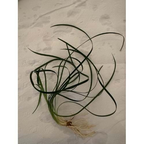 Ophiopogon japonica