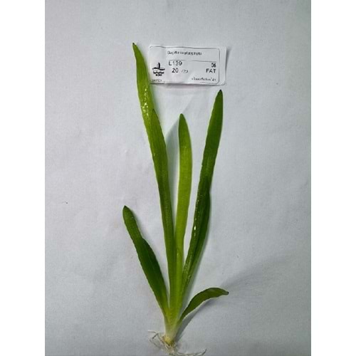 Sagittaria platyphylla