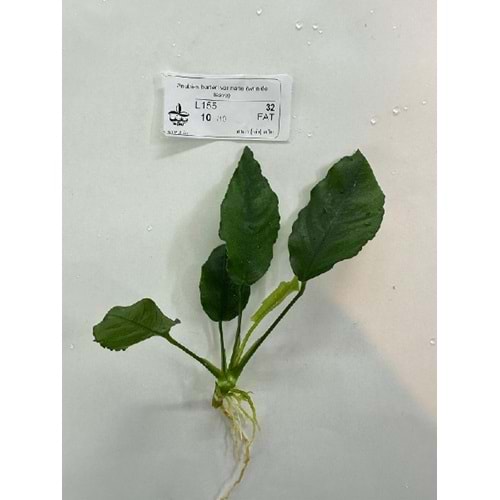 Anubias barteri var nana (wrinkle leave)