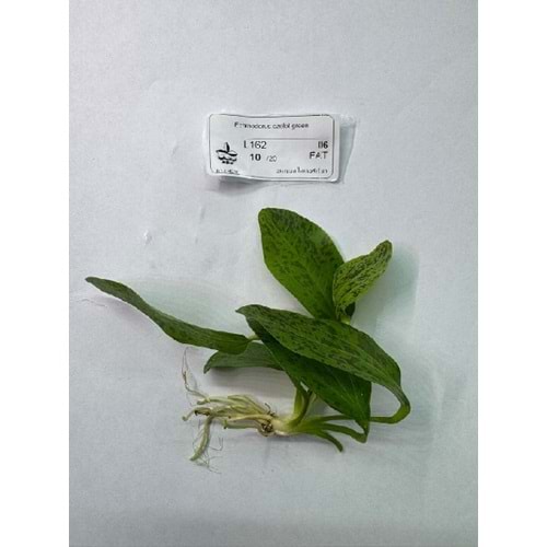 Echinodorus ozelot green