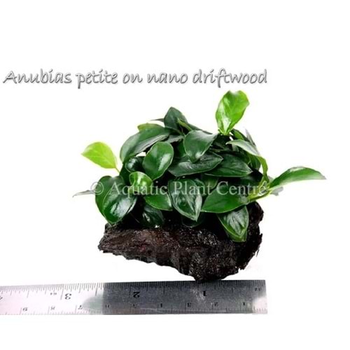 Anubias barteri var nana on Pterocapus wood -[S] 10cm