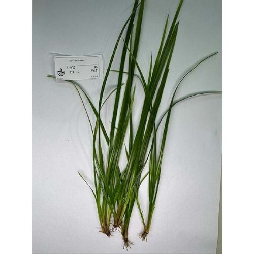Cyperus helferi (except England)