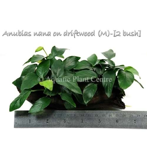 Anubias barteri var nana (golden) on Pterocapus wood -[M] 15cm [2 bush]