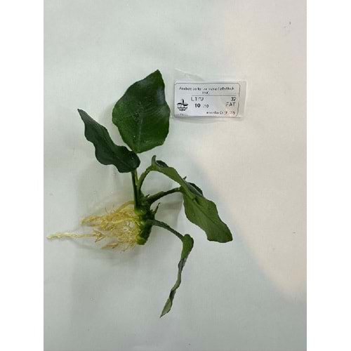 Anubias barteri var nana (fatty/thick leaf)