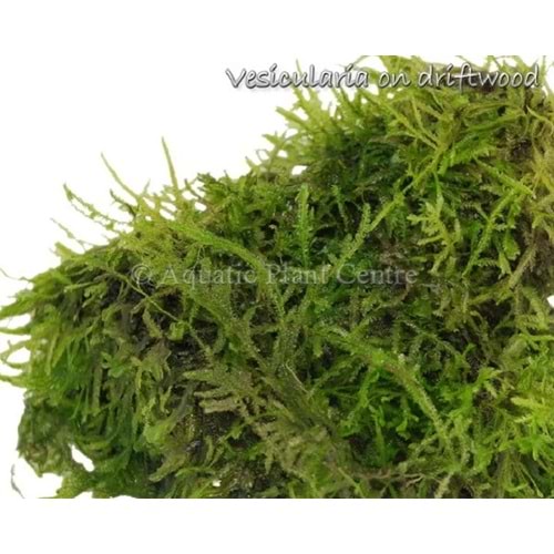 Vesicularia grow on Pterocapus wood -[S] 10cm