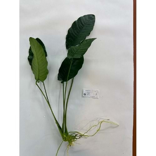 Anubias barteri var. barteri (L)