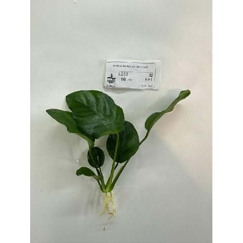 Anubias barteri var nana (tall)