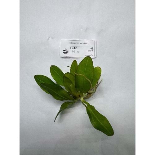 Echinodorus red rubin