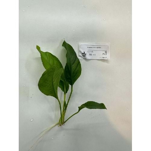 Anubias heterophylla