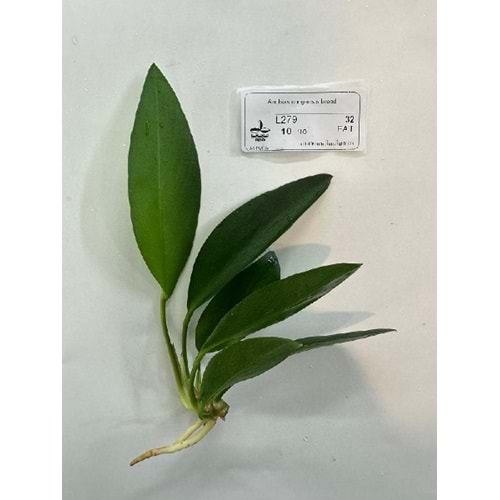 Anubias congensis broad