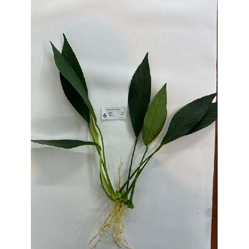 Anubias barteri var. glabra