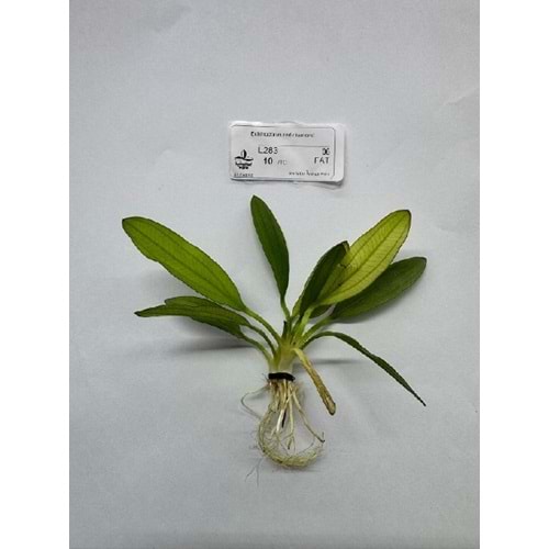 Echinodorus red diamond