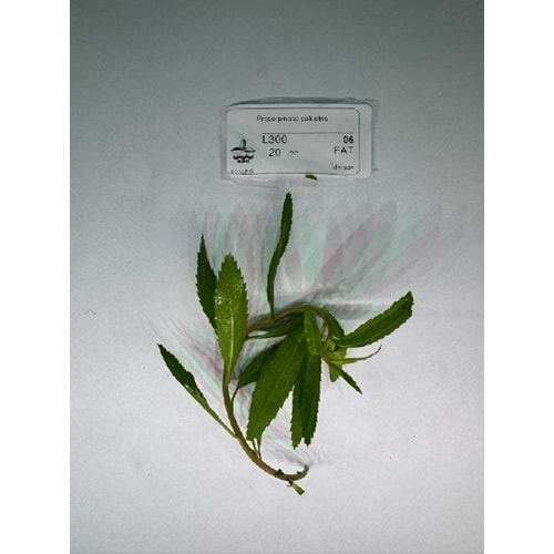 Proserpinaca palustris (5 Dal)