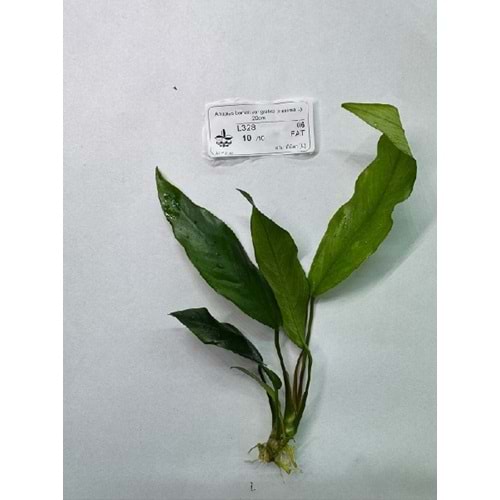 Anubias barteri var. glabra (minima) (L) 20cm