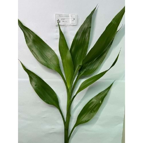 Dracaena sanderiana green
