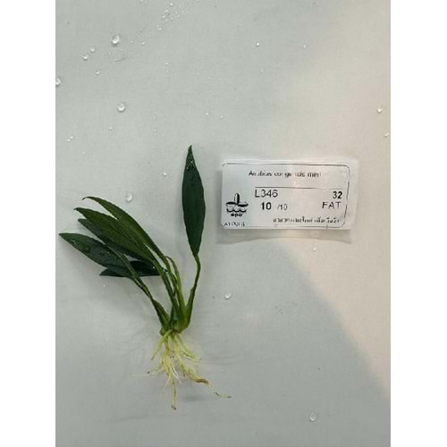 Anubias congensis mini