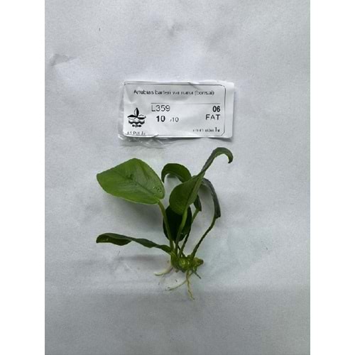 Anubias barteri var nana (bonsai)