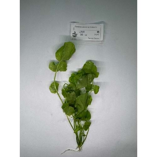 Cardamine lyrata sp. (Vietnam)