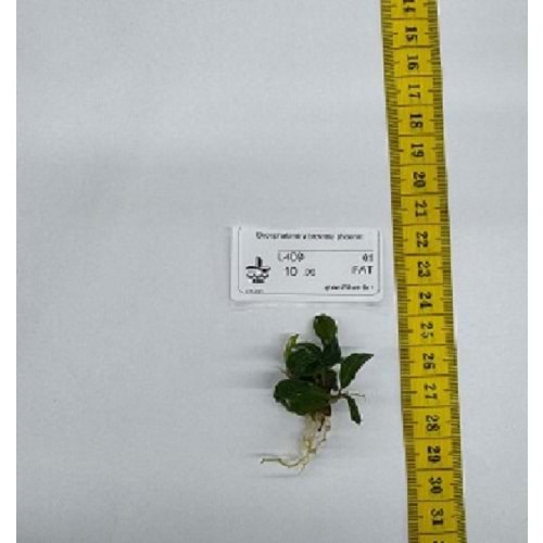 Bucephalandra brownie phoenix