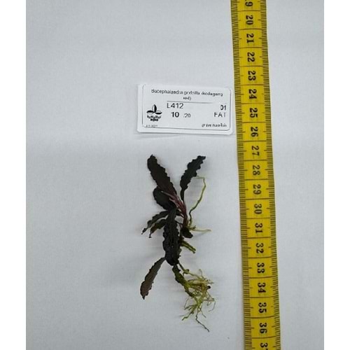 Bucephalandra godzilla (kedagang red)