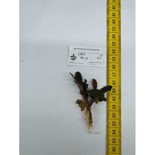 Bucephalandra brownie purple