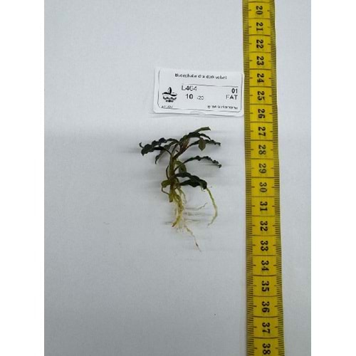 Bucephalandra dark velvet