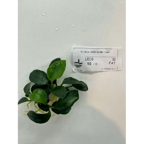 Anubias barteri petite round