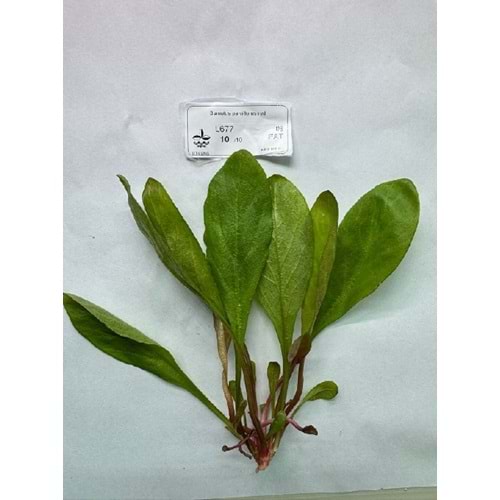 Samolus parviflorus red