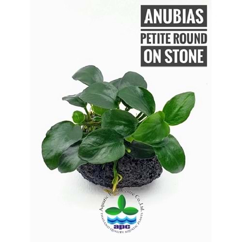 Anubias barteri petite round on lava stone