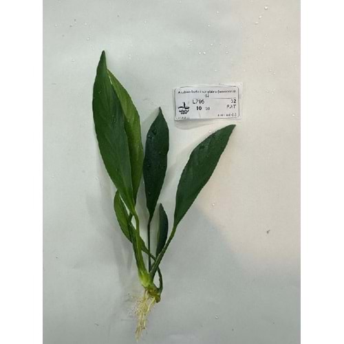 Anubias barteri var glabra (lanceolata) -[L]